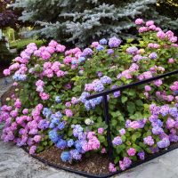 Hydrangeas