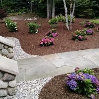 Hydrangeas