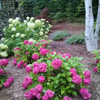 landscaping hydrangeas